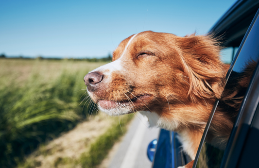 Traveling with Your Dog: How to Prepare for a Safe and Fun Adventure