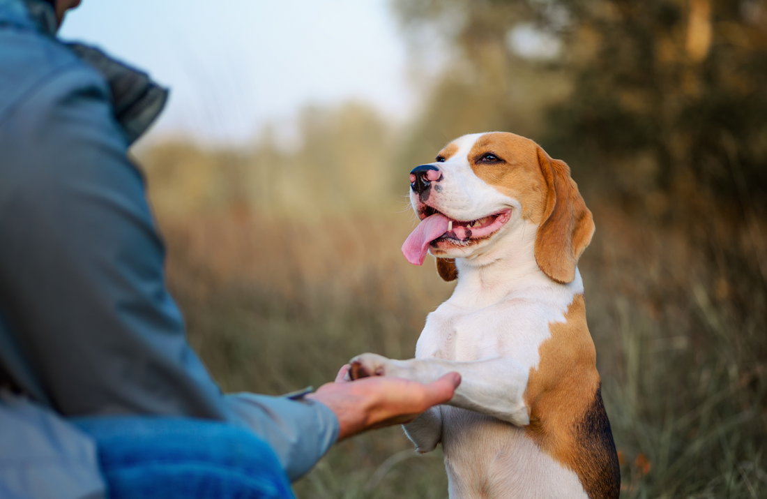 The Benefits of Positive Reinforcement Training: Strengthen Your Bond with Your Dog