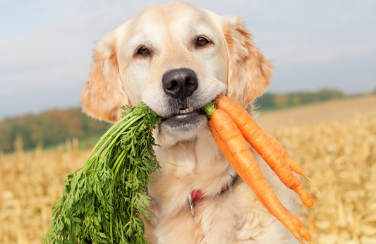 Healthy Dog Nutrition: Choosing the Right Diet for Your Pet