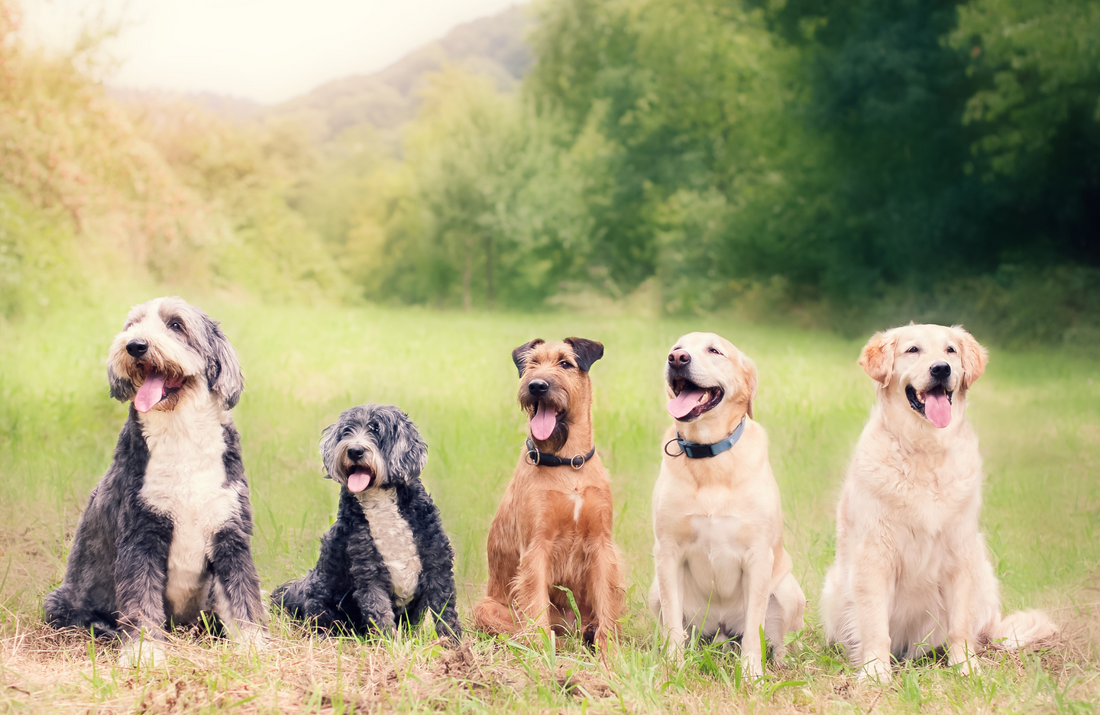 Socializing Your Dog: Tips for Positive Interactions with People and Other Dogs