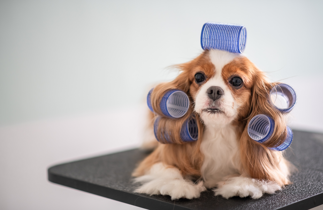 Dog Grooming Basics: Essential Care Tips for a Happy and Healthy Pet