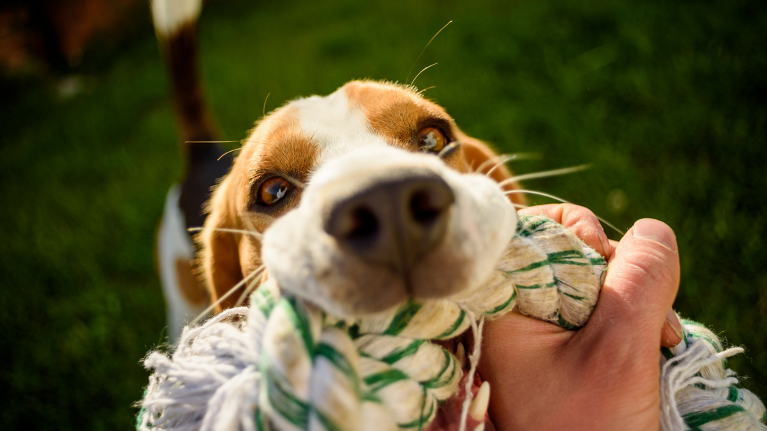 Essential Dog Training Tips: From Basic Commands to Advanced Tricks