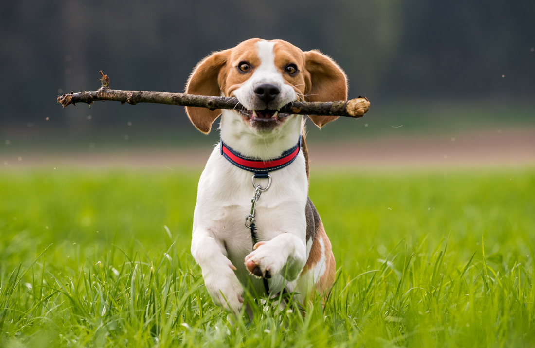 Mental Stimulation for Dogs: Games and Activities to Keep Your Pet Engaged