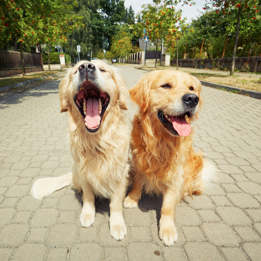 Understanding Your Dog’s Body Language: Decode Their Actions and Reactions