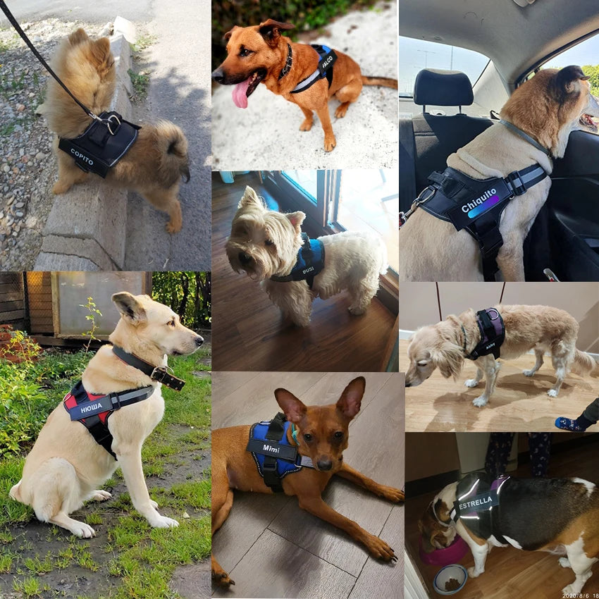 Personalized Reflective Dog Harness