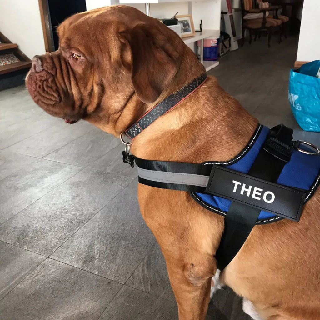 Personalized Reflective Dog Harness